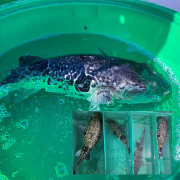 天然・釣物　相模のとらふぐの写真