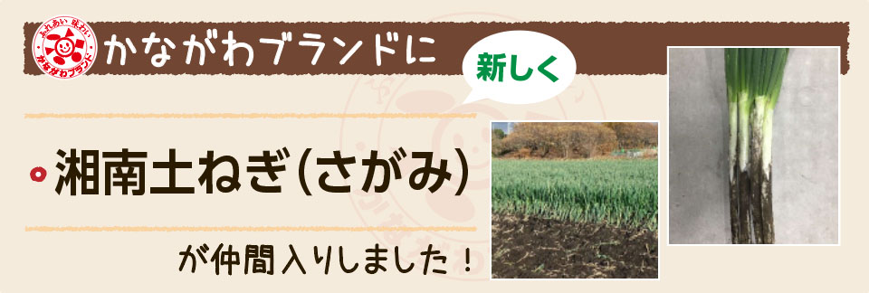 かながわブランドに新しく「湘南土ねぎ（さがみ）」が仲間入りしました